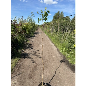 PLATAN szczepiony na pniu kulisty - sadzonki 160 / 180 cm